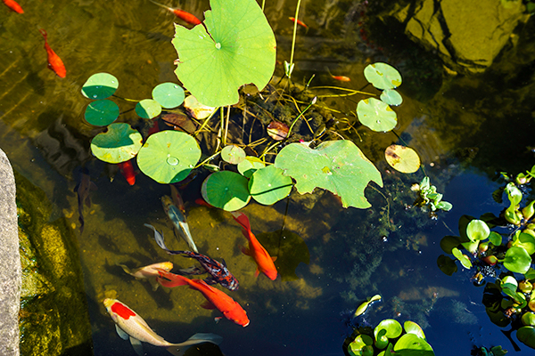 Fish pond
